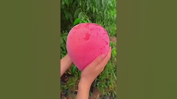 quả đào chín siêu to khổng lồ tại vườn #fruit