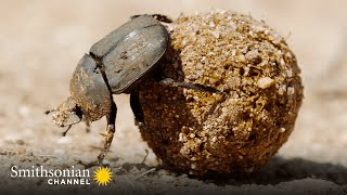 These Dung Beetles Won’t Let Buffalos Slow Them Down  Dung Dynasty | Smithsonian Channel