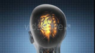 Anatomy Of Human Brain | Background Animation Video