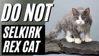 7 Reasons You SHOULD NOT Get A Selkirk Rex Cat