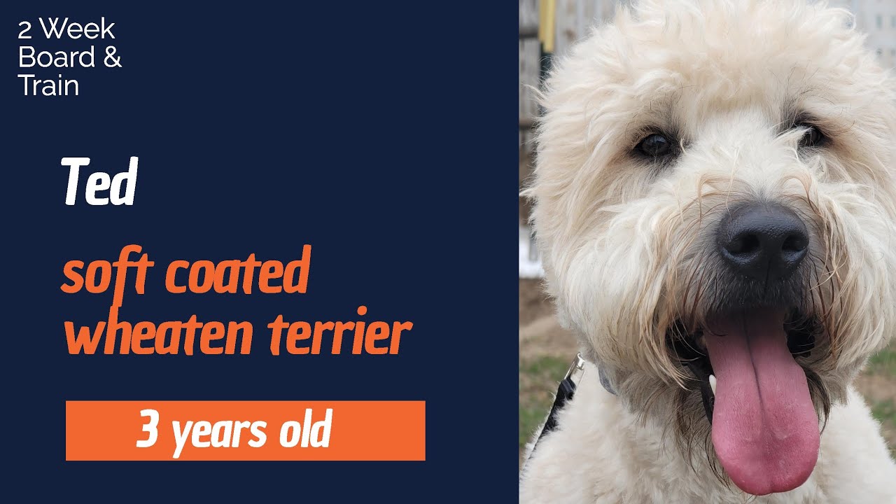 What Is The Best Food For A Wheaten Terrier