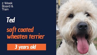 Best Wheaten Terrier Dog Training  | Gilroy, CA | Ted screenshot 1