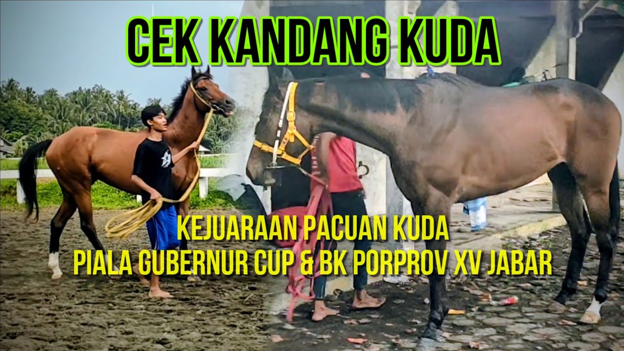 Menjelang Kejuaraan Pacuan Kuda Gubernur Cup dan BK Porprov Jabar | Cek Kandang