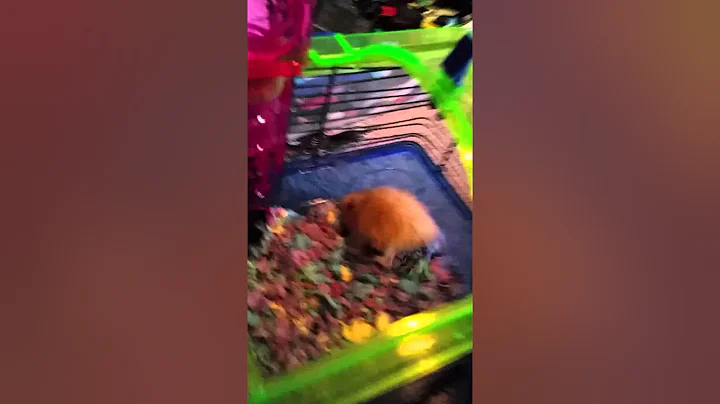 Our hamsters