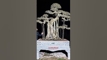 Báo giá Thanh Lý 5 cây mới đẹp #bonsai #caycanh