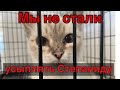 Спасение животных/Кошка Степанида - шанс Есть!