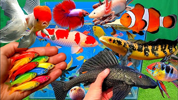 Video tổng hợp cá cảnh đẹp, vịt, vịt con, cá koi, cá trê, cá lóc, cá chình biển
