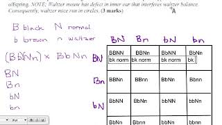 35 - Dihybrid Cross with Mice (p27)