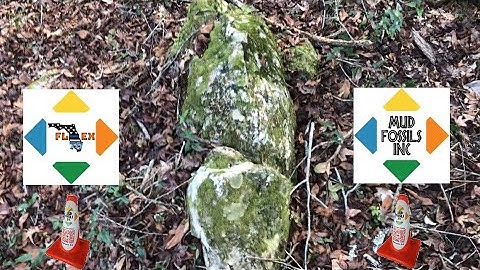 MudFossil Giants, Turtle & Dinosaurs