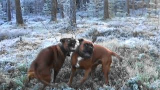 Boxer Rottweiler Sisters in December 2016 by Irma and Hilda 305 views 2 years ago 3 minutes, 13 seconds