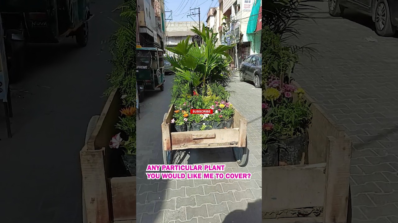 10 Summer Flowering Plants that you can Plant this Year in your Garden 🏡 Part 2