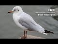 深圳灣觀鳥日記22（2021 03 23）Birding at Shenzhen Bay 22