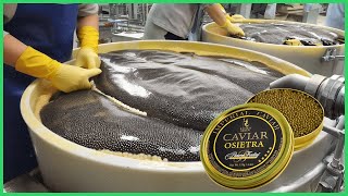 Why Caviar Is So Expensive | Inside the World of Luxury Food