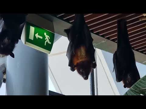 A group of large flying foxes