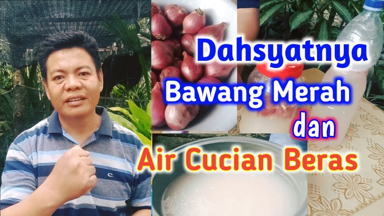 Cara Mengolah Air Cucian Beras Dan Bawang Merah Untuk Tanaman