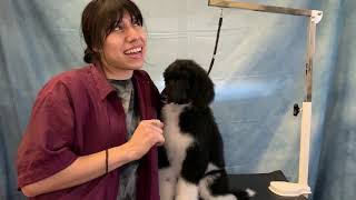 Grooming A Standard Poodle Puppy | Donny’s First Haircut