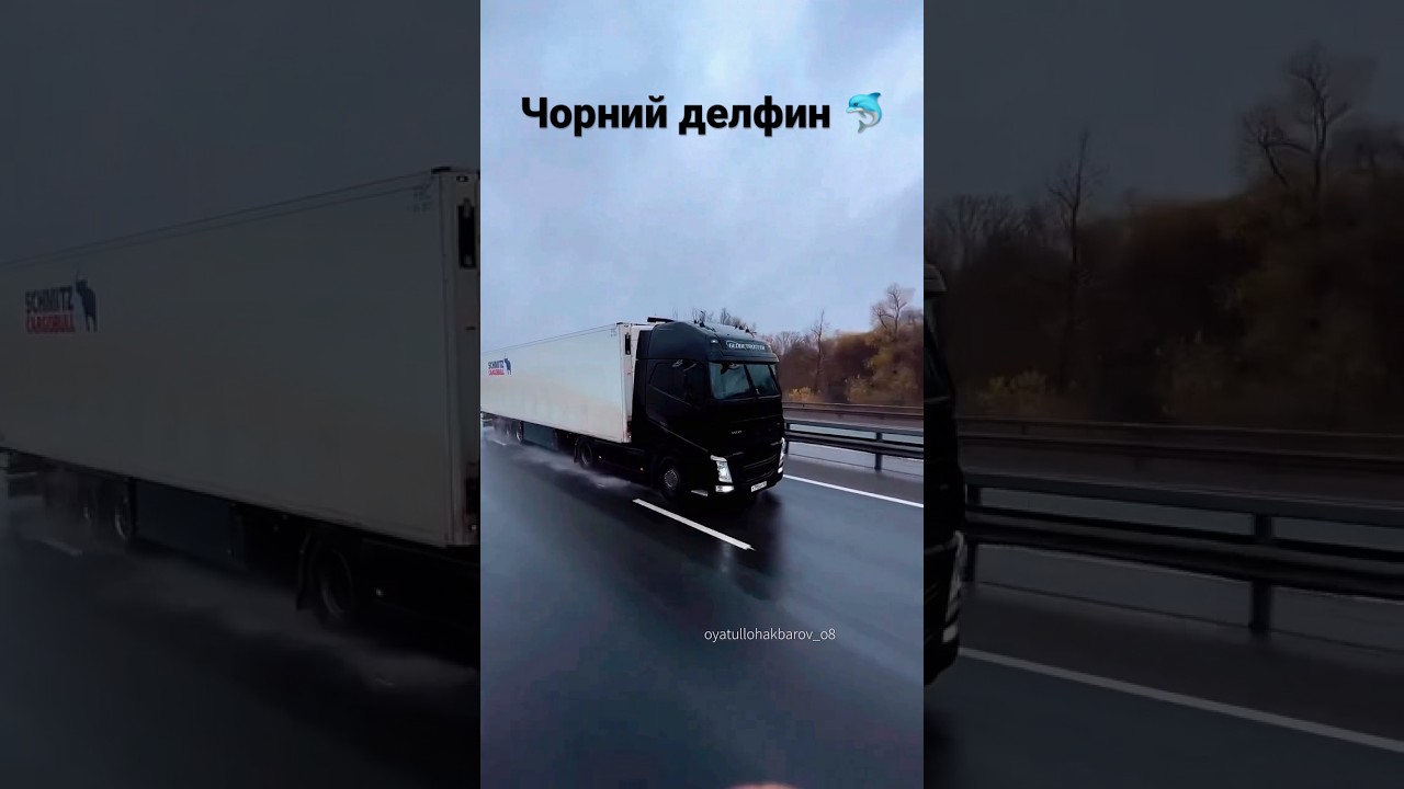 Чорний делфин 🐬