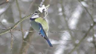 Лазоревка ( Cyanistes caeruleus )