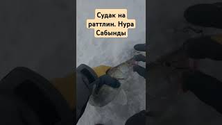 Судак на раттлин. Нура Сабынды #рыбалка #судак #fishing