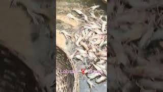 #fish #lifeisbutadream #fish #whowillbemylifepartnerta #tek #tak ...👑👑😈🐳🦞😈👑