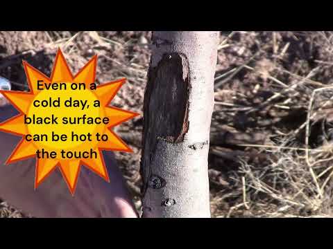 Video: Wat zijn boomstammen?