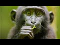 Best monkey moments  bbc earth