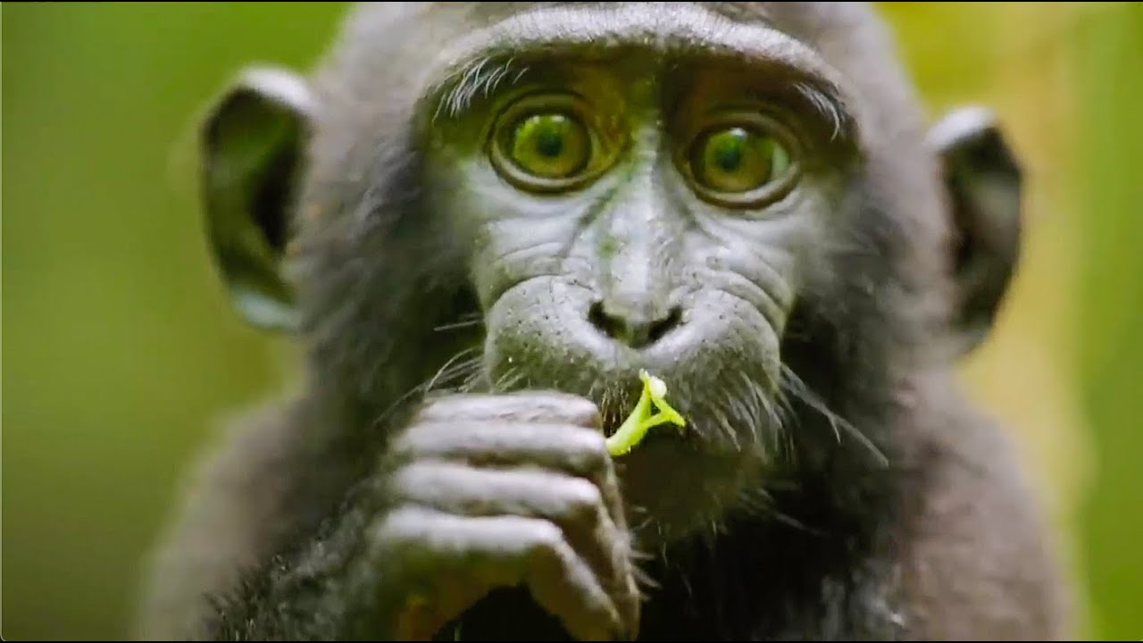 Video thumbnail for: Best Monkey Moments | BBC Earth