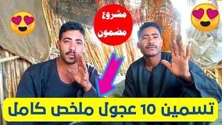 مشــــروع تسمين 10 عجول  ـــ ملخص كامل  ـــ ومعلومات ضرورية