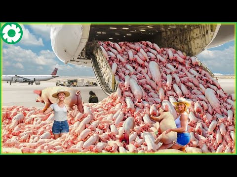 Transporting Pigs This Way - Biggest Heavy Equipment Machines | Agriculture Technology - The Engine