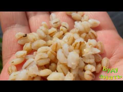 ДЕШЕВО! Худеем на ПЕРЛОВКЕ! Она вкусная и работает....