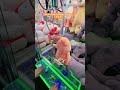 'Win every time' with this secret claw machine hack! #clawmachinetips #clawmachine #arcade