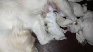 Week old seven days small puppies by Cakie Dog 322 views 8 months ago 3 minutes, 56 seconds