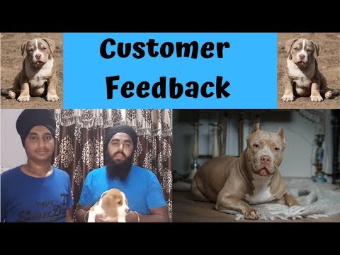 puppy paradise Customer Feedback - Bhola Shola