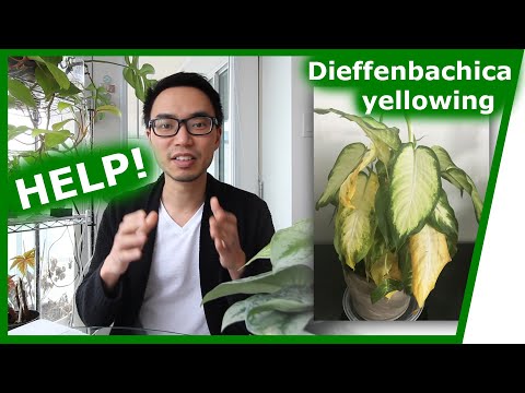 Video: Why Do Dieffenbachia Leaves Turn Yellow? What To Do If The Lower Leaves Dry In Winter? For What Reasons Do The Tips Of The Leaves Turn Yellow?