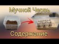 Содержание Мучного Червя. Как его выращивать?