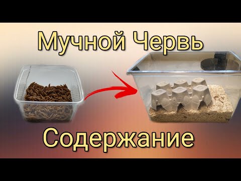 Как хранить мучного червя в домашних условиях