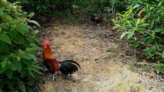 WILD CHICKEN HUNTING IN THE FOREST