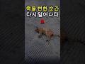 쓰러져 있던 작은 고양이, 다시 걸었습니다 A Tiny Cat Collapsed on the Road… Took His First Steps Again #고양이구조