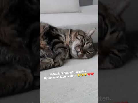 Helmi kissa on