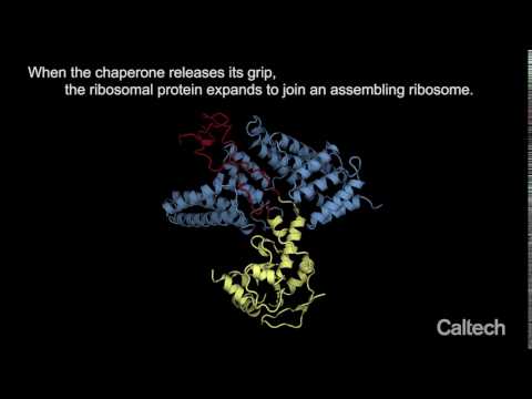 Ribosomal and chaperone proteins