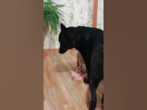 козлятушки, ребятушки - YouTube