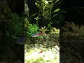 Just one tetra🐠