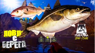 Русская рыбалка 4. 🎣🦈 Норвежское море 🧜♂️ 🐋🐋 ЛОВЛЯ с БЕРЕГА 👀