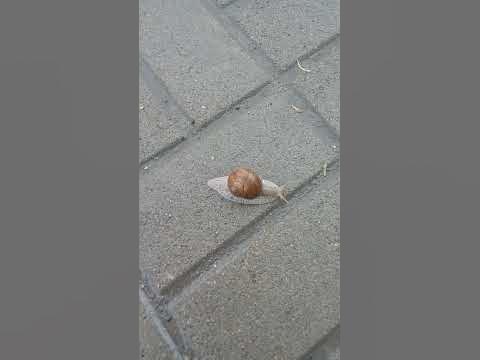 Улитка ползет по плитке - YouTube
