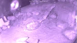 🐜 Arena, Day 1755 #2, Messor Barbarus Ant Farm Video Diary