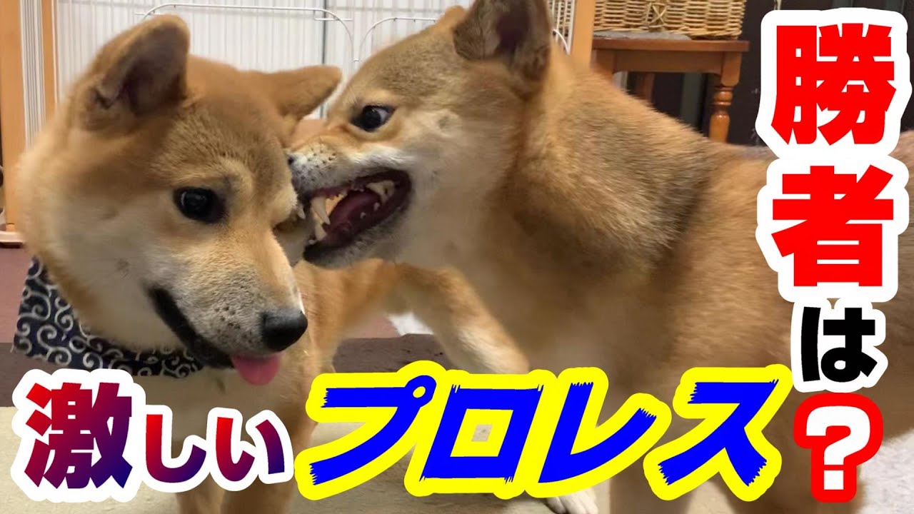 弟柴 そんなに怒るなってぇ オヤツにおもちゃに大横取り大会 最終的に兄柴激怒 しかし結局仲良し兄弟なんです 動画 柴犬ライフ Shiba Inu Life