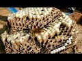 AGGRESSIVE Yellow Jacket Nest UNDERGROUND! Wasp Nest Removal