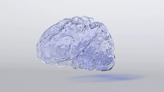 3d Glass Brain Model Free Giveaway~FAN FICTION