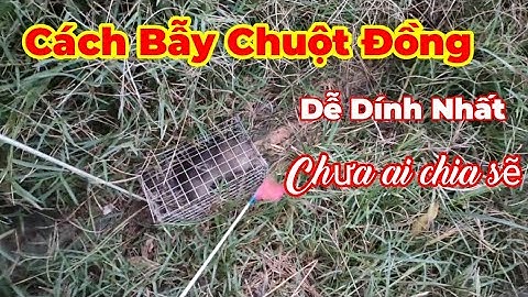 Cách bẫy chuột đồng không cần mồi...Chưa có ai chia sẽ...Tèo ngố TV.