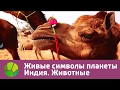 Живые символы планеты. Индия. Животные | Живая Планета